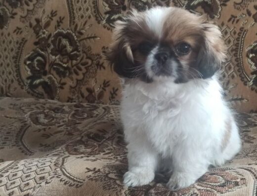 Королівський Пекінес: Цуценята шукають нову домівку