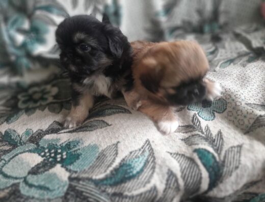 Королівський Пекінес: Чистокровні хлопчики