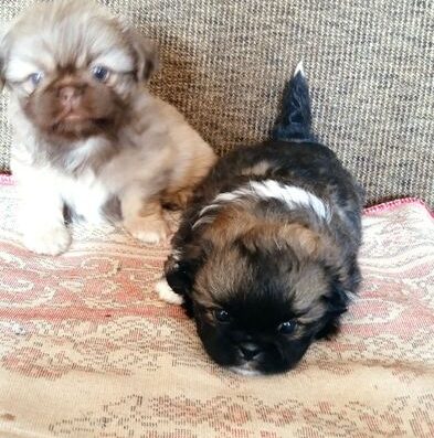 Пекінес: Рудий хлопчик та різнокольорова дівчинка