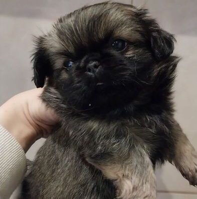 Пекінес: Чистокровне цуценя