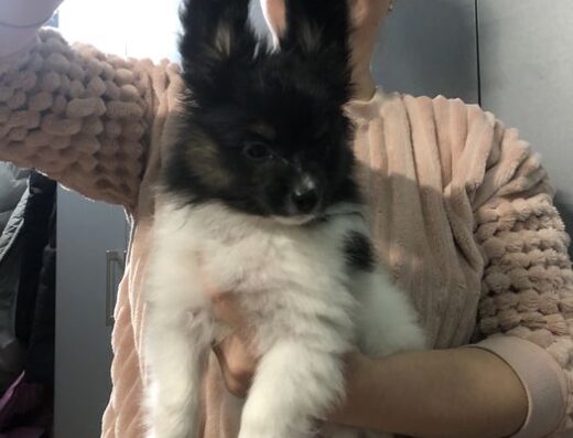 Папійон: Цуценята від офіційного розплідника КСУ