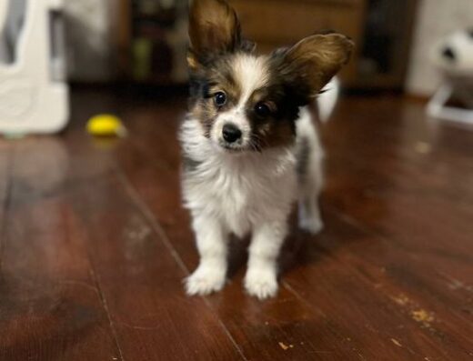 Папільйон: Маленькі вухастики шукають сім’ю