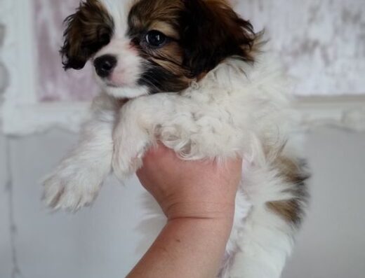 Папійон: Чудова дівчинка фален