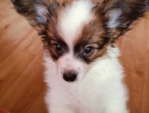 Папійон: Неймовірний біло-соболиний хлопчик