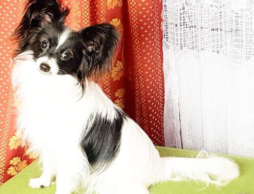 Папільйон: Талісман року та міні-собака метелик