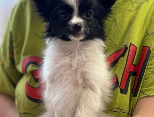 Папійон: Елегантна та розумна Ванда