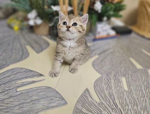 Шотландські кошенята — ніжні, лагідні та дуже контактні малюки