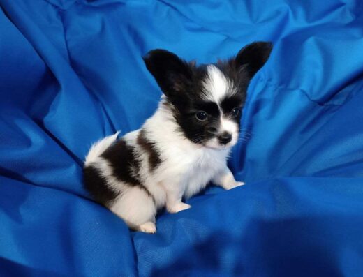 Папійон: Цуценята континентального той-спанієля