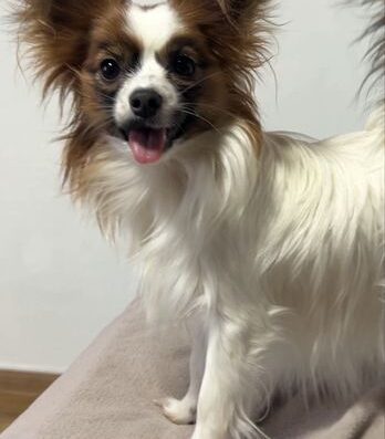 Папійон: Ніжна дівчинка Меган