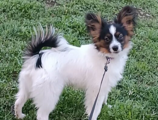 Папійон: Вухастик-пухнастик шукає родину