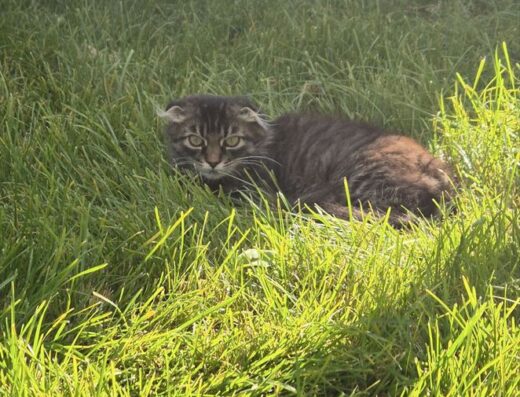 Кошеня скотиш фолд