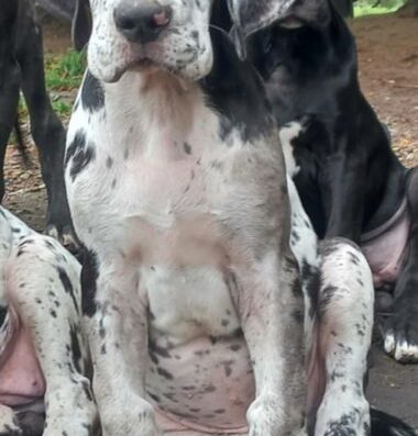 Німецький Дог: Хлопчик мармурового забарвлення