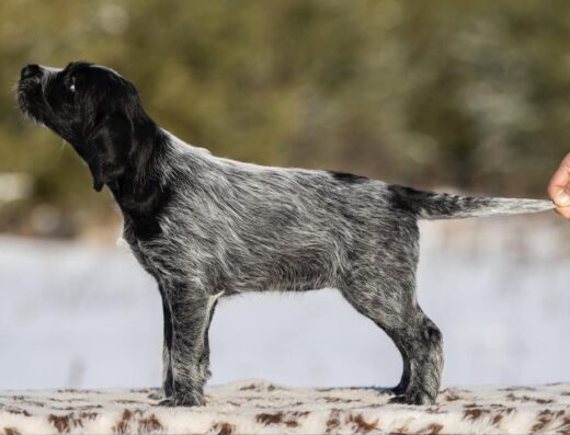 Німецький Дратхаар: Цуценята від пари Virtuoso та Primadonna