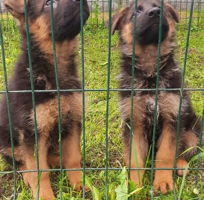 Німецька Вівчарка: Екстер’єрна дівчинка