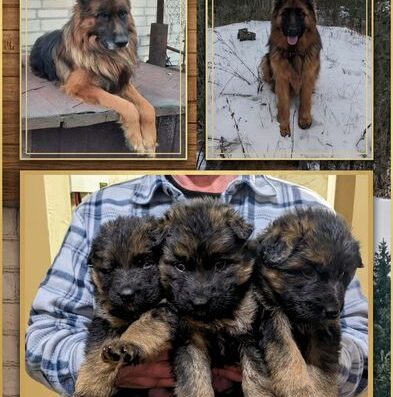 Німецька Вівчарка: Чистокровні цуценята з документами