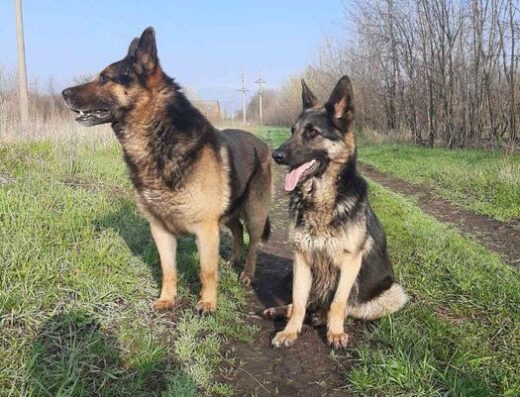 Німецька Вівчарка: Енергійні хлопчик та дівчинка