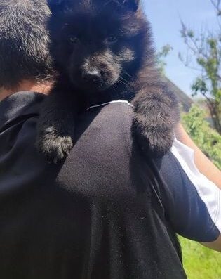 Німецька Вівчарка: Бронювання цуценят різних типів