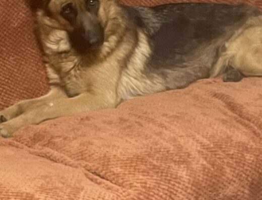 Німецька Вівчарка: Чистокровні цуценята