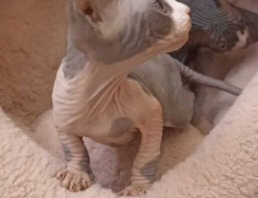 Чарівні кошенята канадського сфінкса