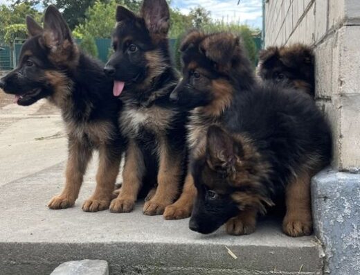 Німецька Вівчарка: Хлопчики з насиченим окрасом