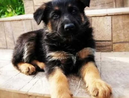 Німецька Вівчарка: Крупні та розумні дівчатка