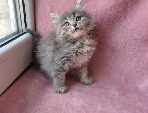 Милий сибірський хлопчик