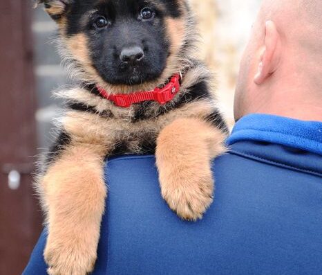 Німецька Вівчарка: Цуценята приплоду “L”
