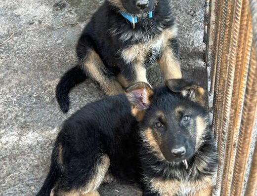 Німецька Вівчарка: Цуценята з документами ККУ