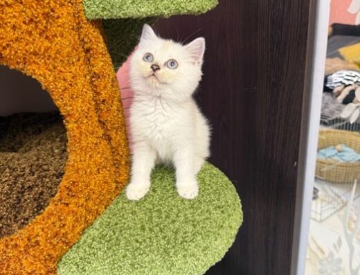 Шотландські кошенята – привчені до лотка та самостійно їдять