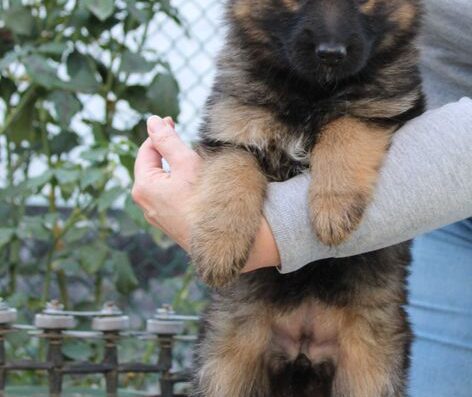 Німецька Вівчарка: Цуценята з документами КСУ