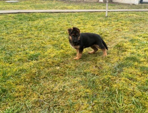 Німецька Вівчарка: Чистокровні цуценята