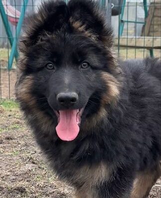 Німецька Вівчарка: Довгошерсті чистокровні цуценята