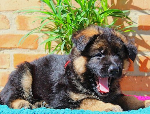 Німецька Вівчарка: Цуценята з документами КСУ