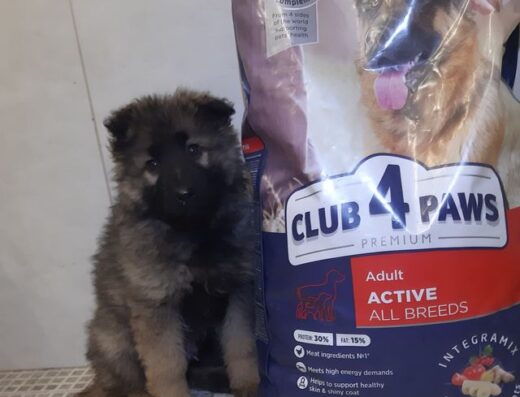 Німецька Вівчарка: Хлопчик віком 2 місяці