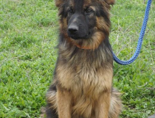 Німецька Вівчарка: Перспективна чепрачна дівчинка