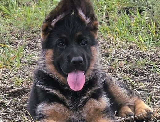 Німецька Вівчарка: Ексклюзивне цуценя шоу-класу