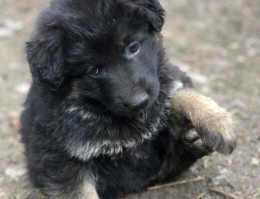 Німецька Вівчарка: Чистокровні цуценята