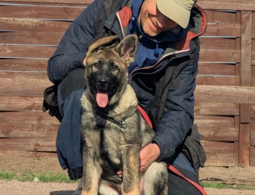 Німецька Вівчарка: Харизматичний хлопчик Urus Wolf’sfelzem