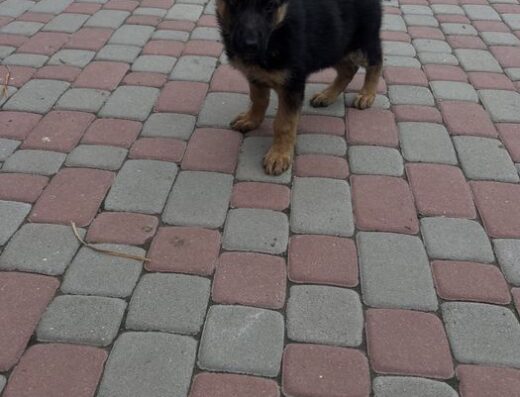 Німецька Вівчарка: Цуценята з повним пакетом документів