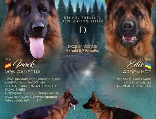 Німецька Вівчарка: Цуценята з документами КСУ