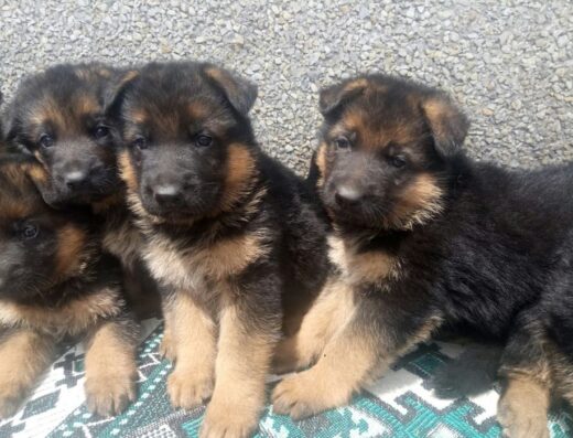 Німецька Вівчарка: Милі та грайливі малюки