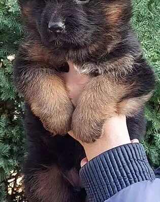 Німецька Вівчарка: Високопорідні цуценята