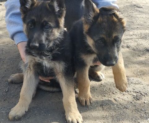 Німецька Вівчарка: Чистокровні та бадьорі цуценята