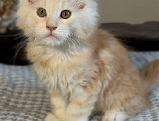 Кошеня мейн-кун продаж