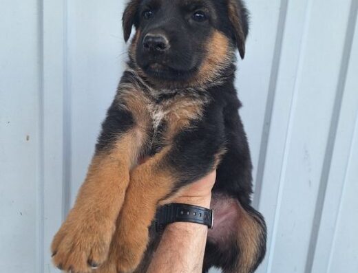 Німецька Вівчарка: Чистокровні малюки