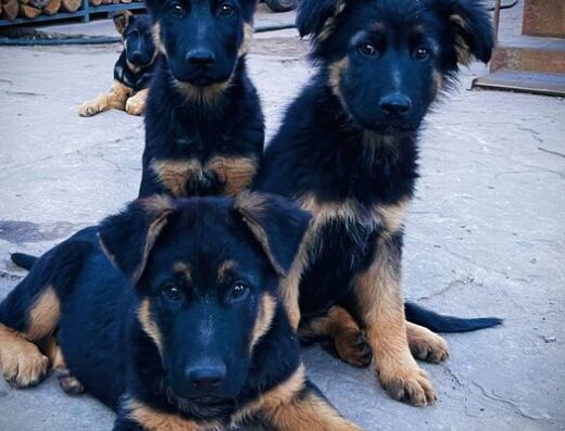 Німецька Вівчарка: Чистокровні чепрачні цуценята