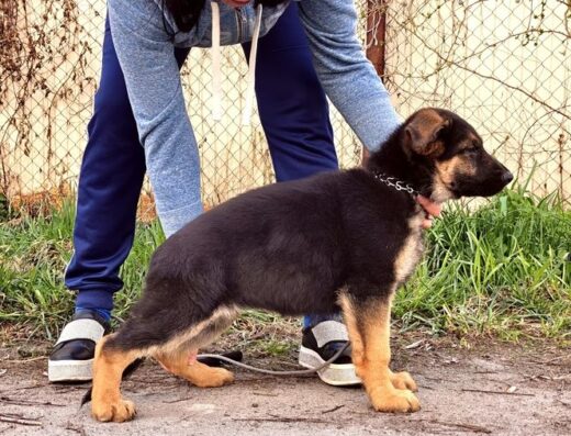 Німецька Вівчарка: Елітна дівчинка з документами ККУ