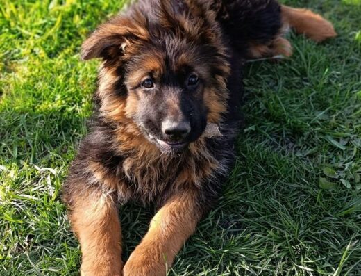 Німецька Вівчарка: Довгошерсті цуценята з розплідника