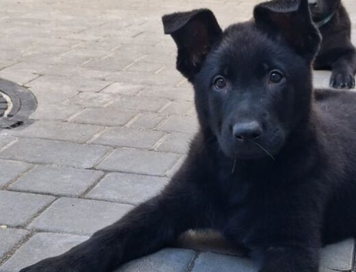 Німецька Вівчарка: Чорні цуценята з документами
