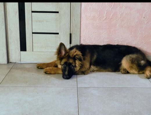 Німецька Вівчарка: Довгошерсті цуценята